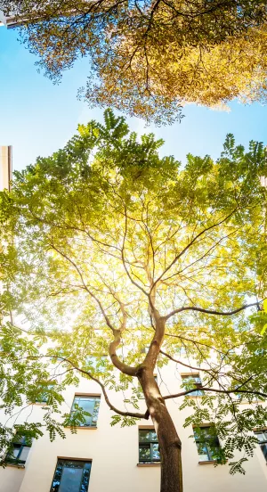 Ein Baum in einem Innenhof